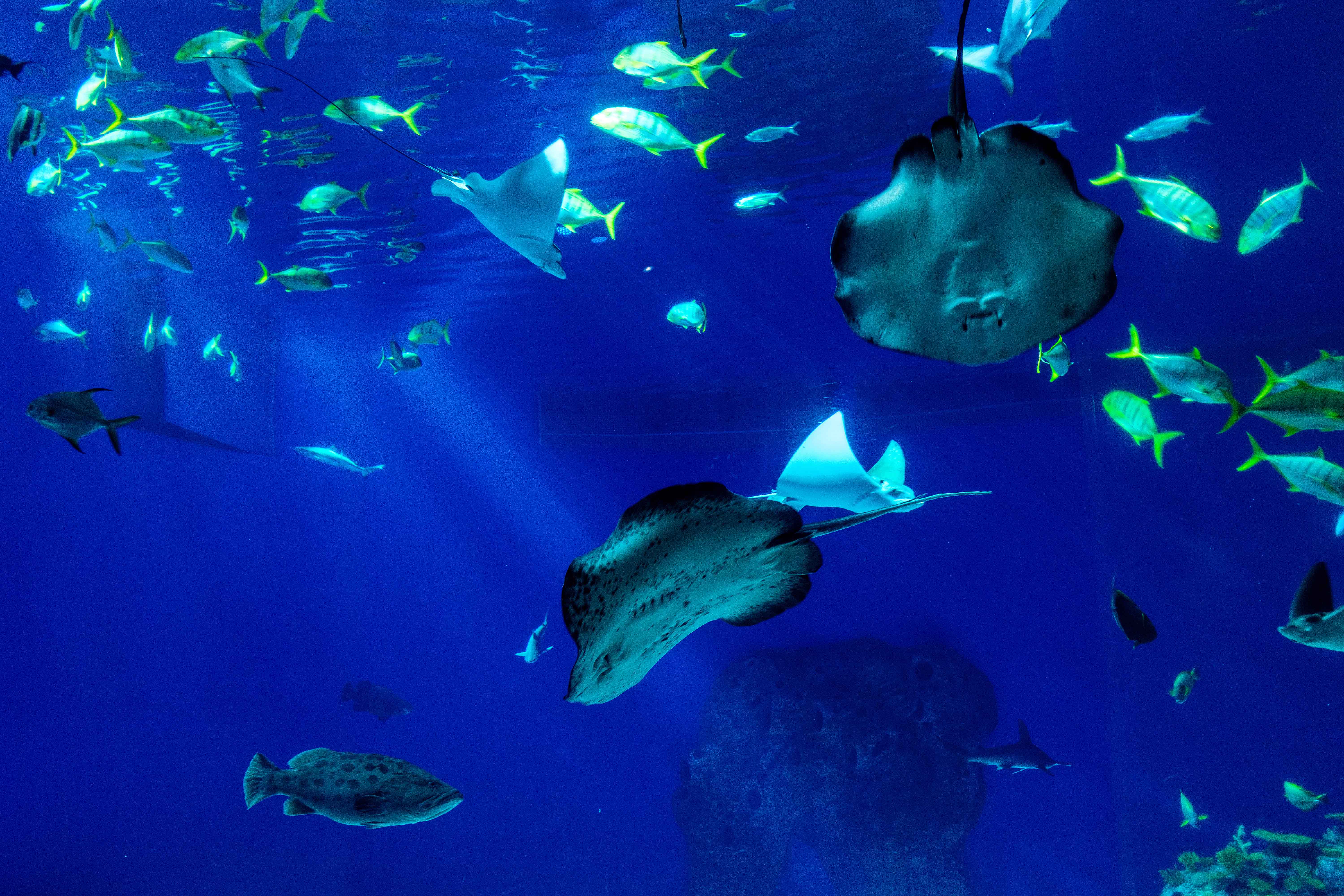 Stingrays and fish swimming in SEA LIFE Val d'Europe aquarium, Paris.