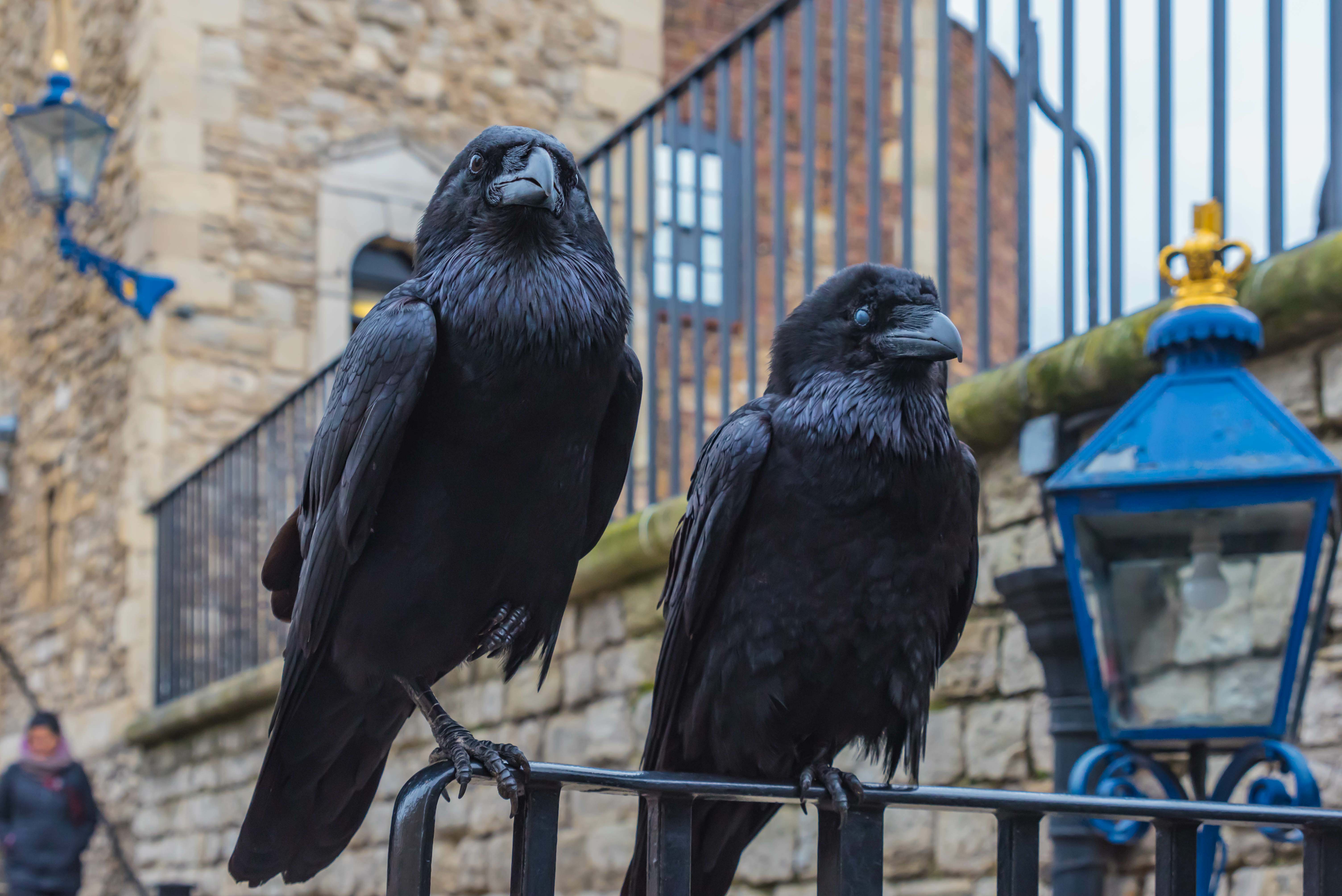 Torre di Londra biglietti