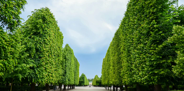 Schonbrunn Palace garden path lined with tall green trees in Vienna.