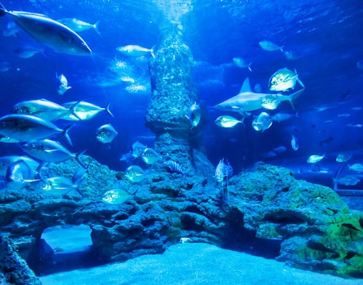 AQWA Danger Zone Exhibit