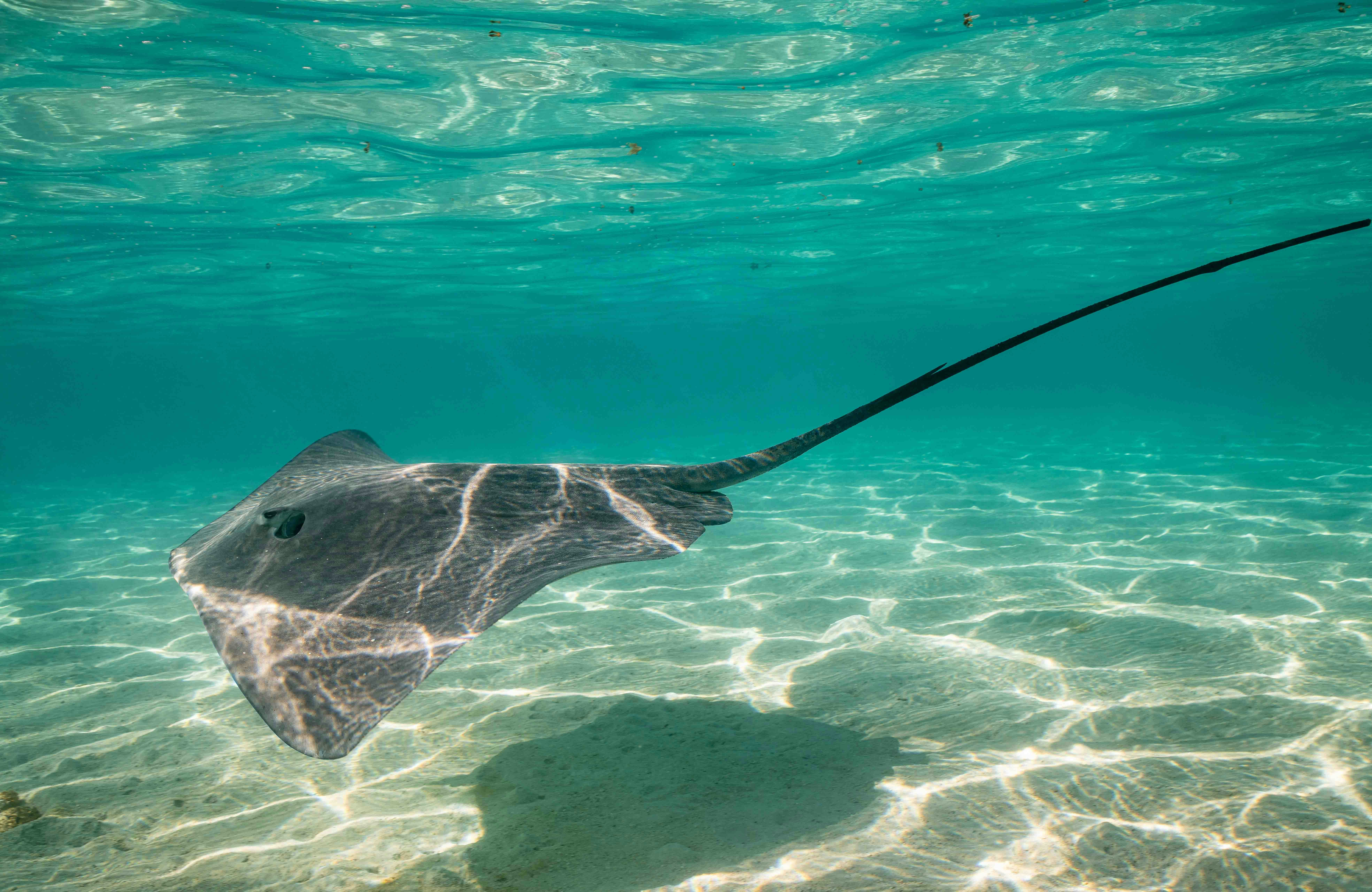 Ray Lagoon