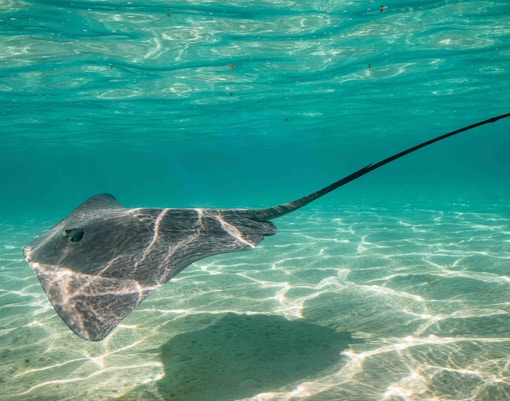 sea life aquarium londres