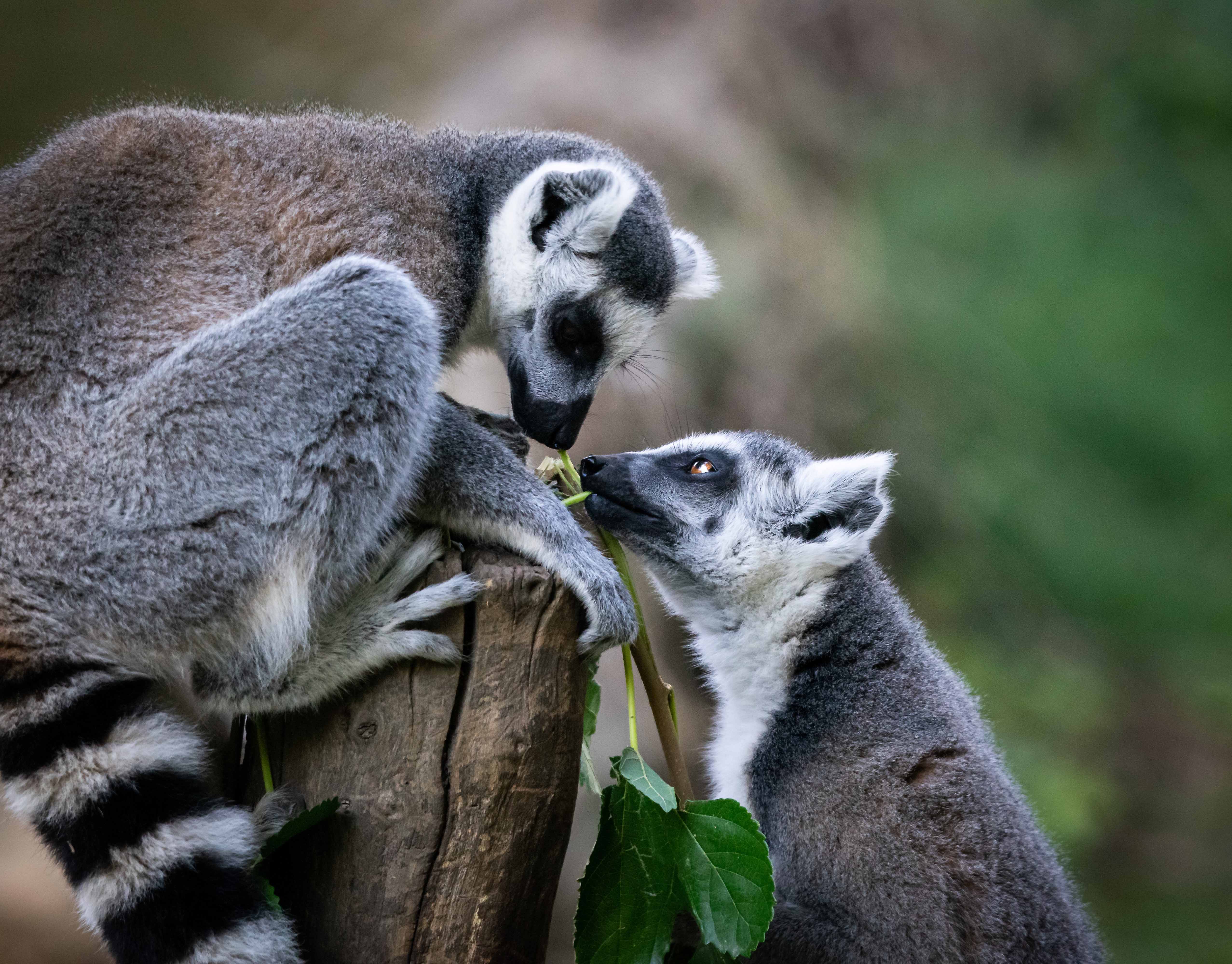 Bioparco Tickets Timings