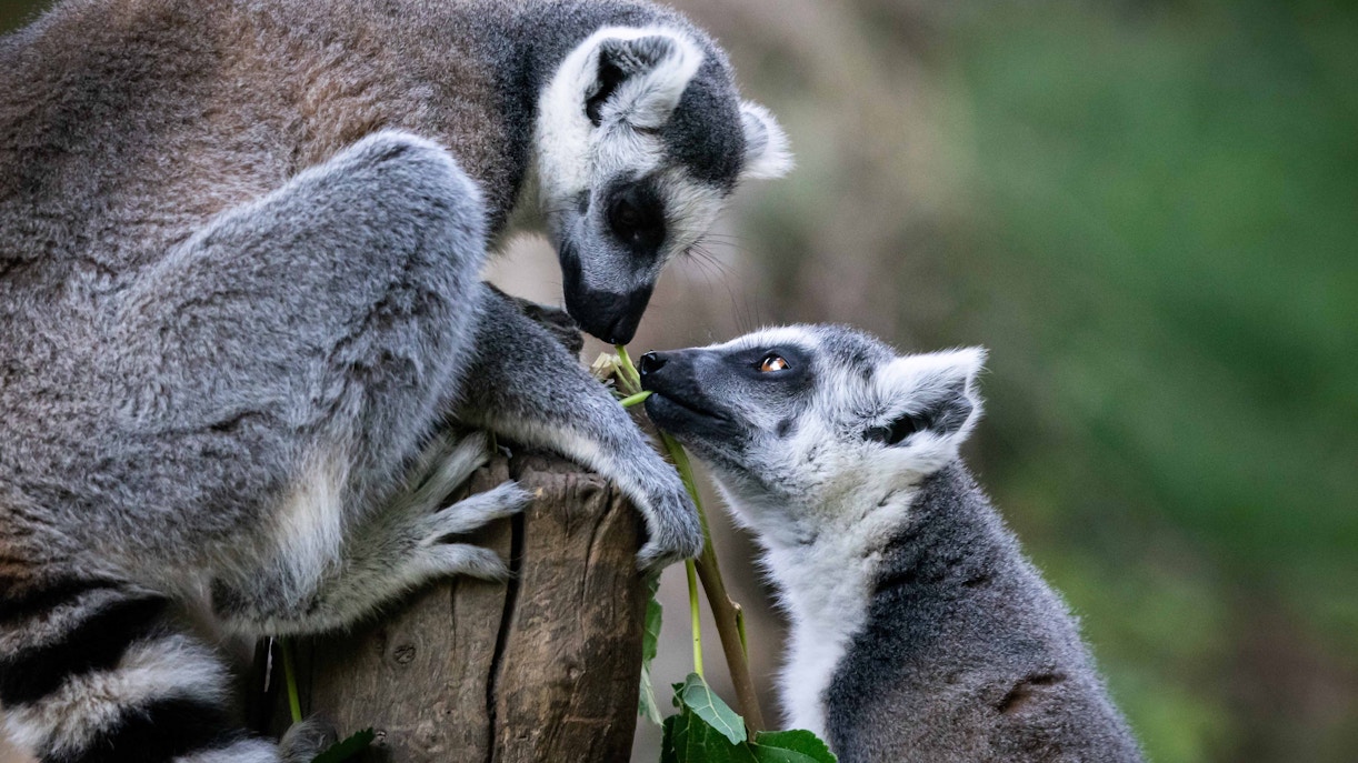 Bioparco Tickets Timings