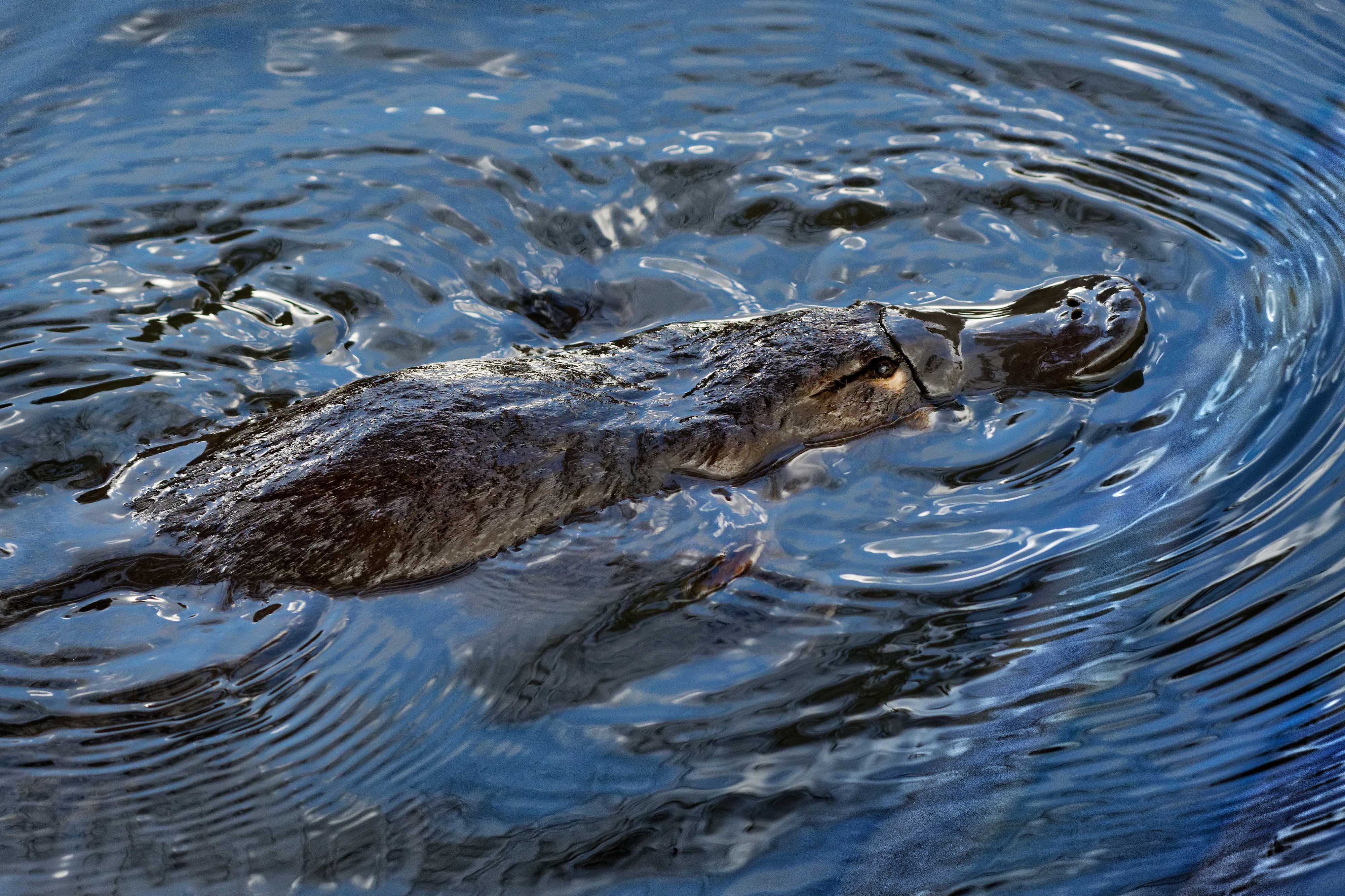 platypus at taronga zoo, sydney