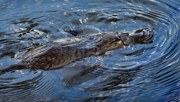 platypus at taronga zoo, sydney