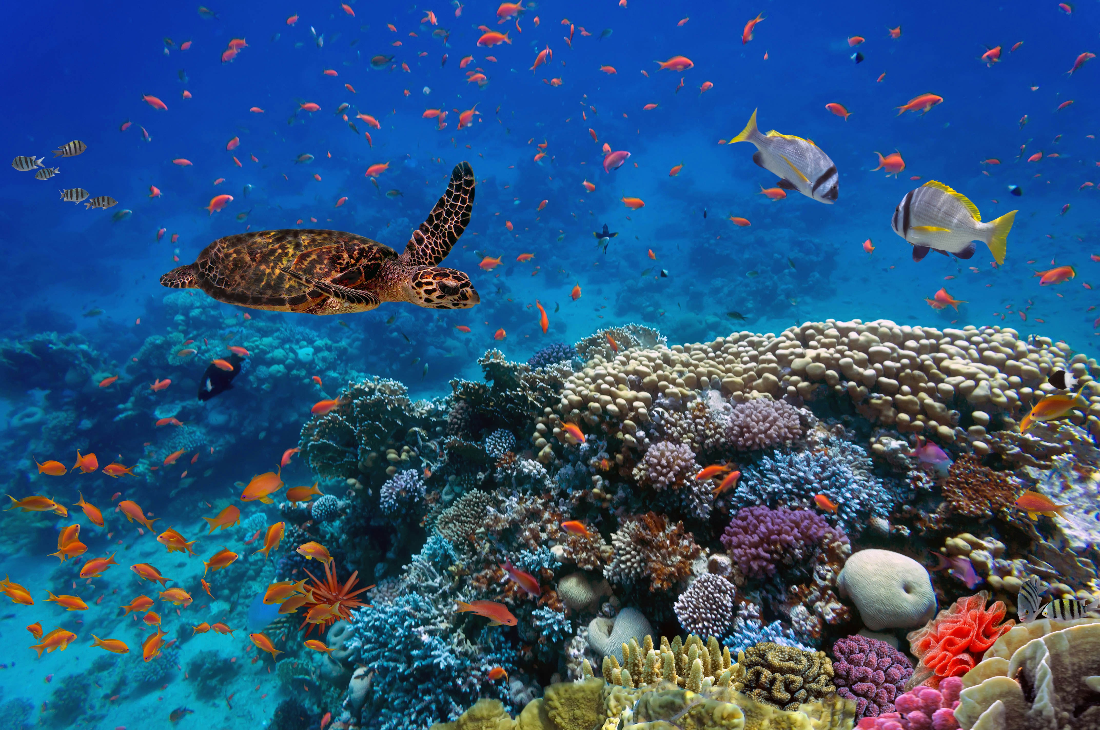 Sea turtle swimming over vibrant coral reef at Aquarium Tropical, Paris.