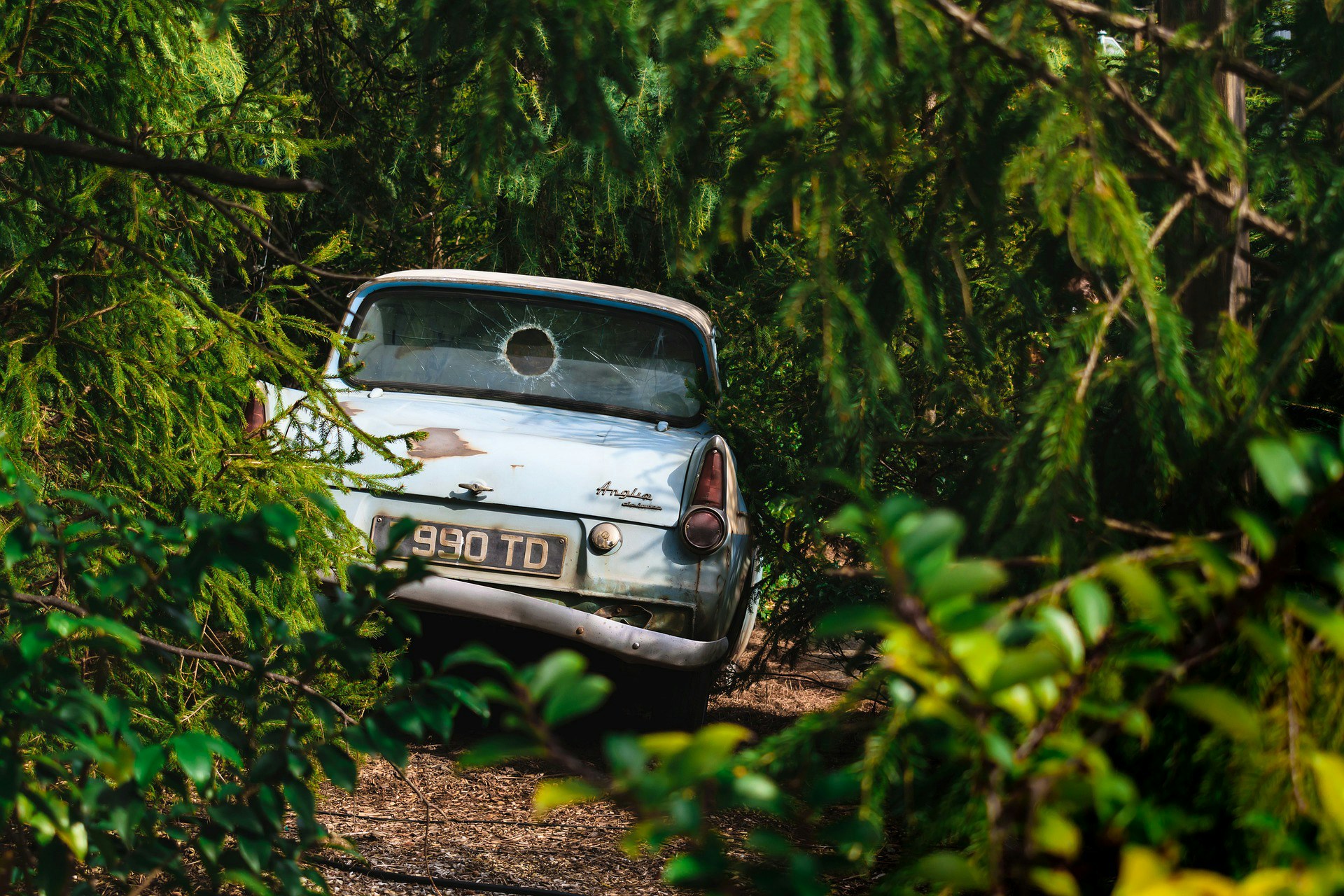 Visitors exploring the Harry Potter Forbidden Forest attraction with towering trees and mystical ambiance.