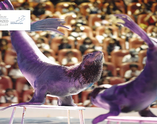 Best Time to visit - Dubai Dolphinarium