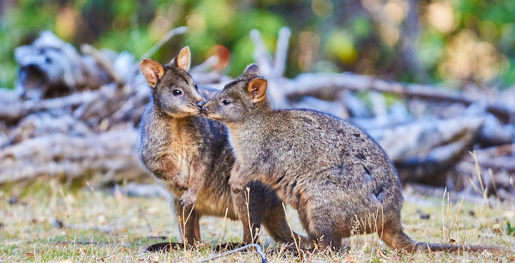 Book Wildlife Wonders Melbourne Tickets & Tours
