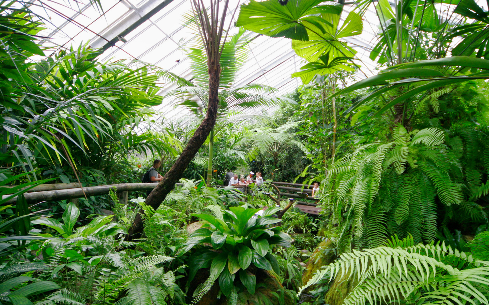 Australian Butterfly Sanctuary