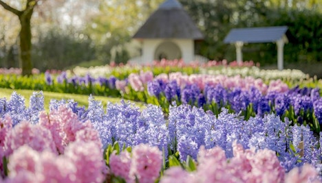 Keukenhof Amsterdam 2023