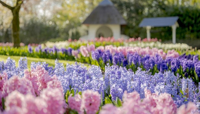 jardin keukenhof