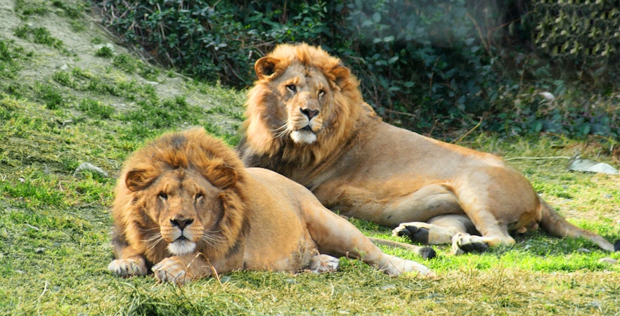 Book Selwo Aventura Tickets