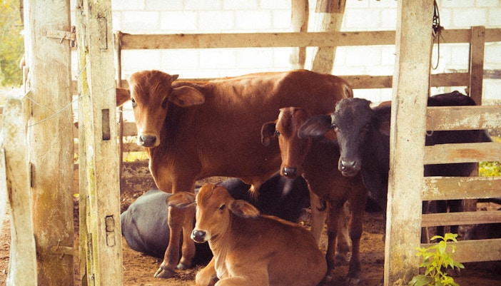 Dubai to Fujairah - Day Trip