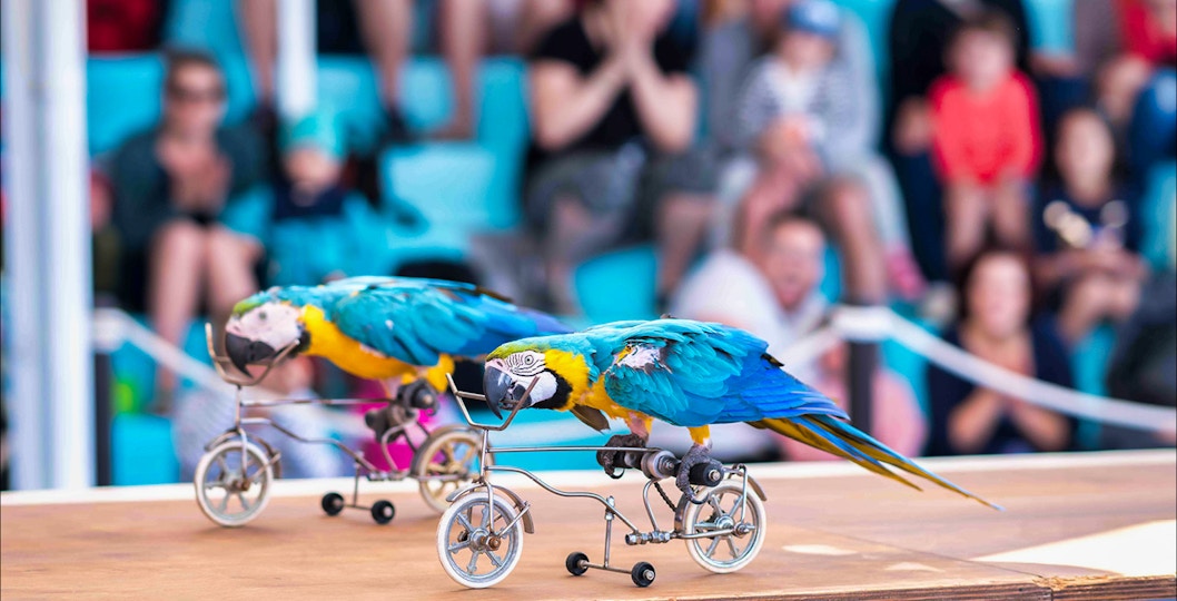 Book Marineland Mallroca Tickets