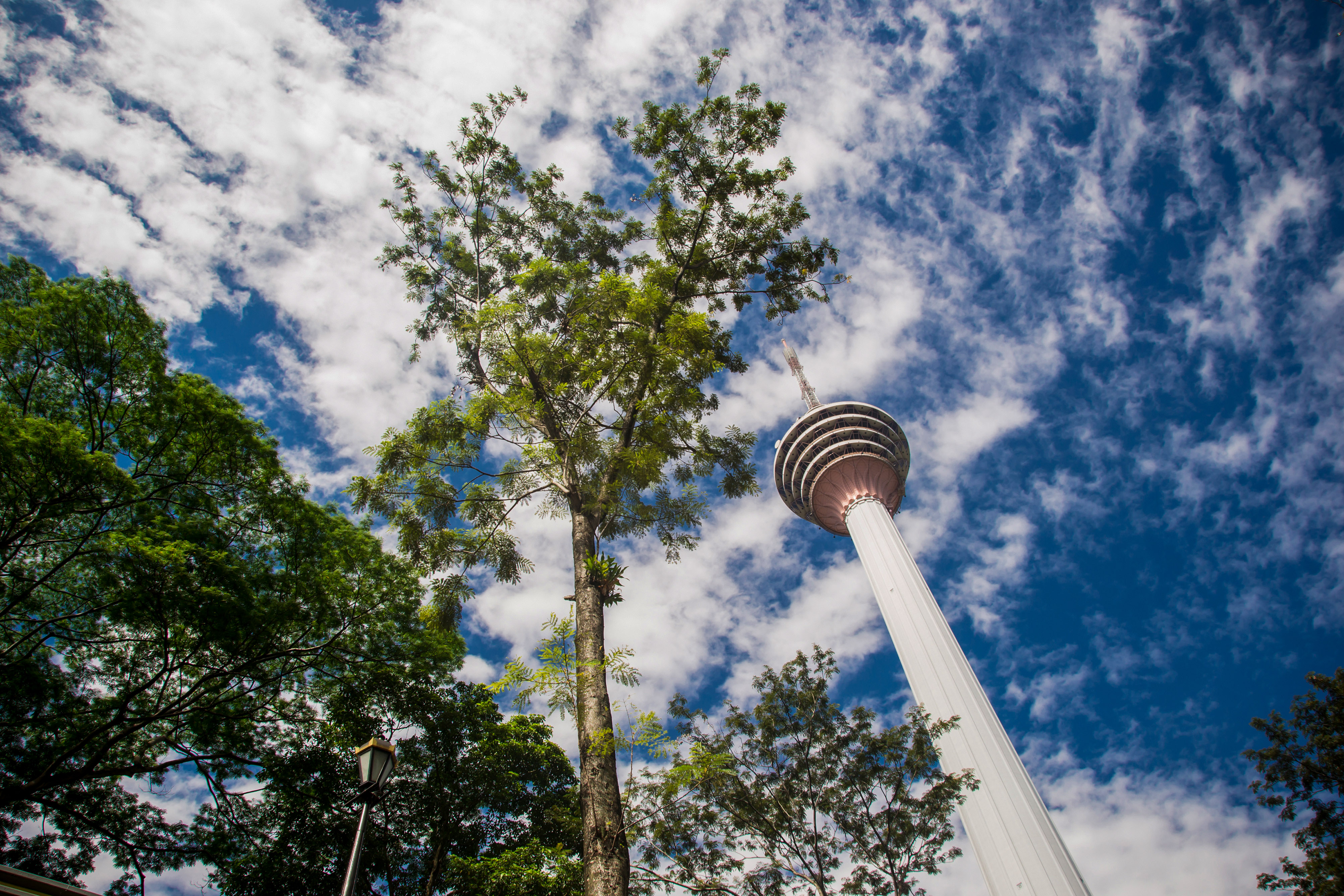 KL Tower with Jelutong Tree against a blue sky in Kuala Lumpur.