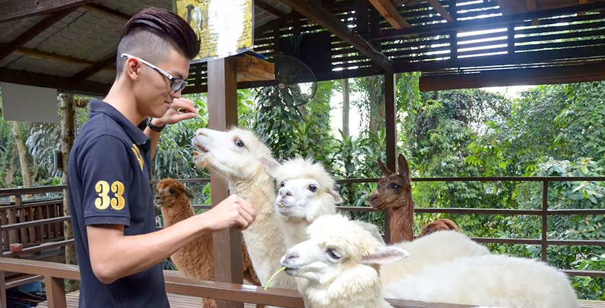 Book KL Tower Mini Zoo Malaysia Tickets & Tours