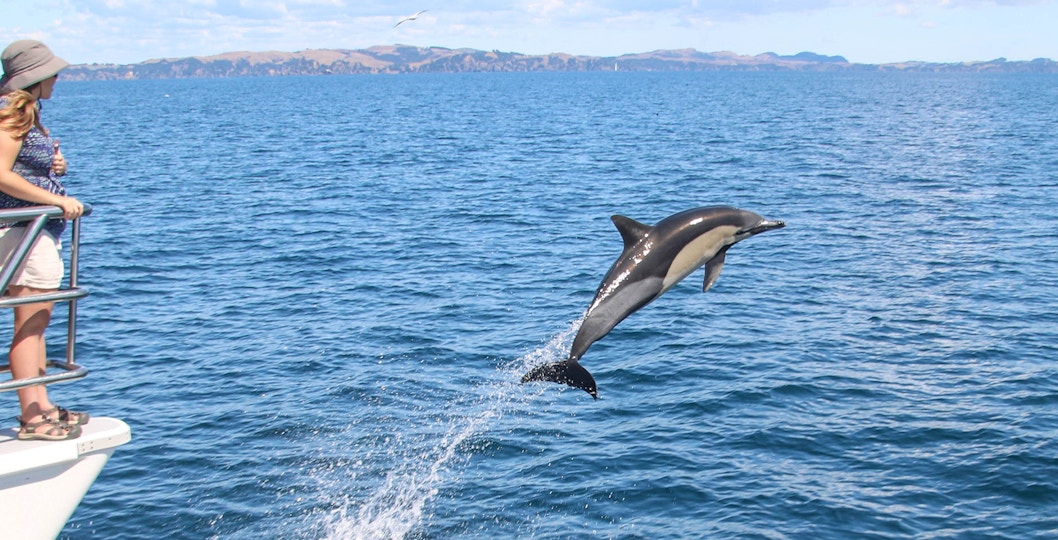 Book Whale Watching & Dolphin Safari Cruise Tickets in Auckland