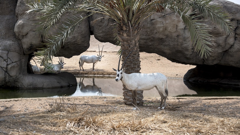 Dubai Safari Park