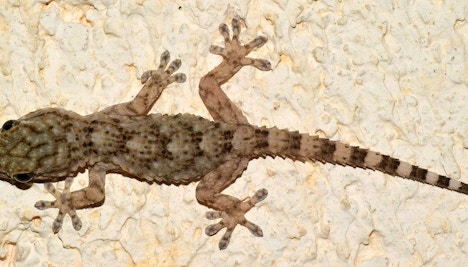 nature Park Guell