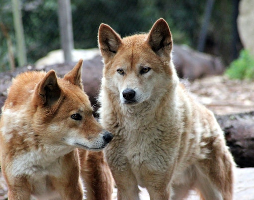 Maru Koala & Animal Park tickets