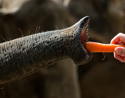 elephant feeding dubai safari park
