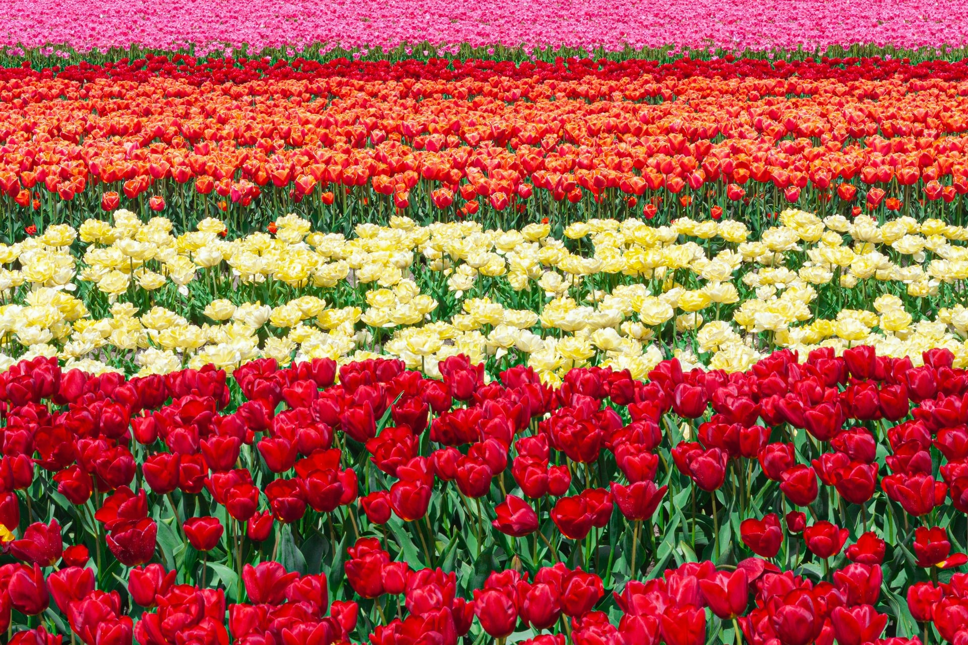 Tulpenvelden in Keukenhof