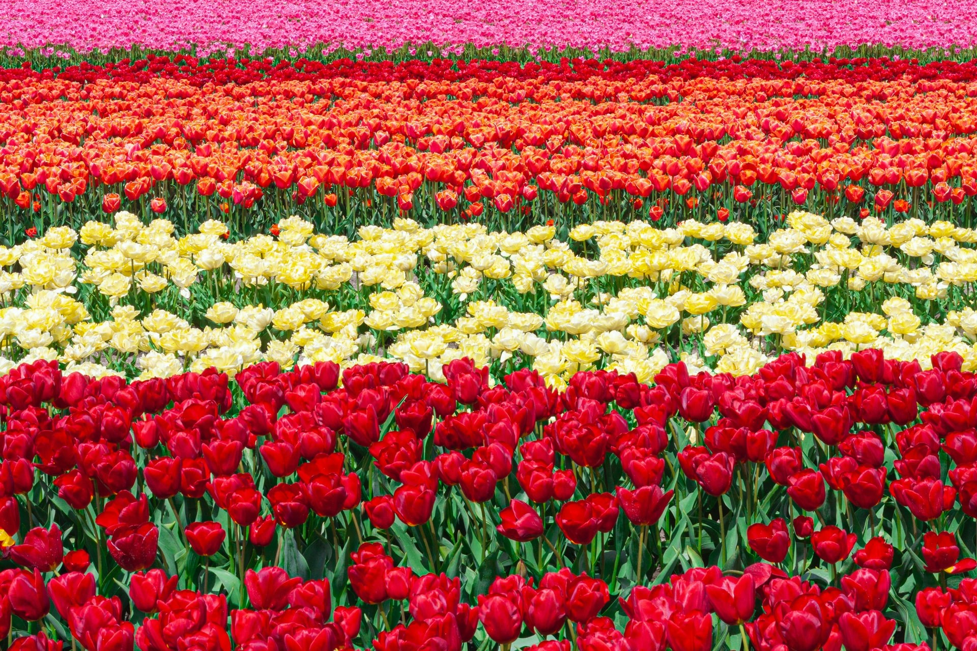 Tulip field in holland