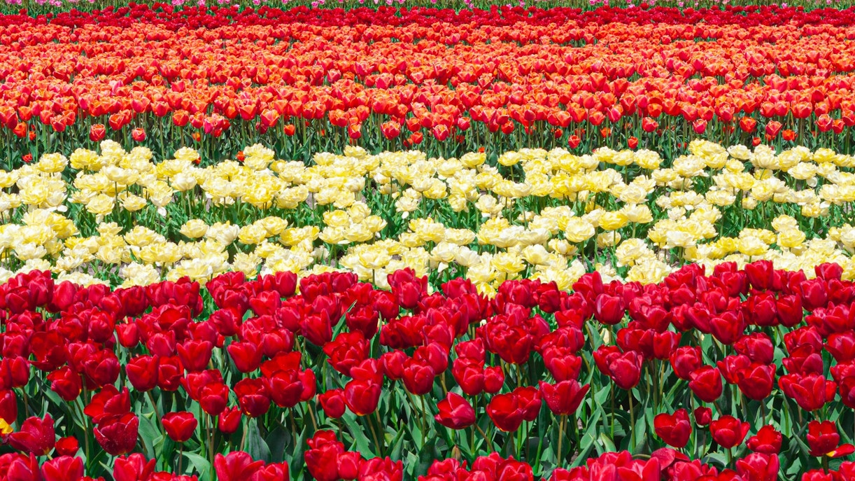 tulip season amsterdam