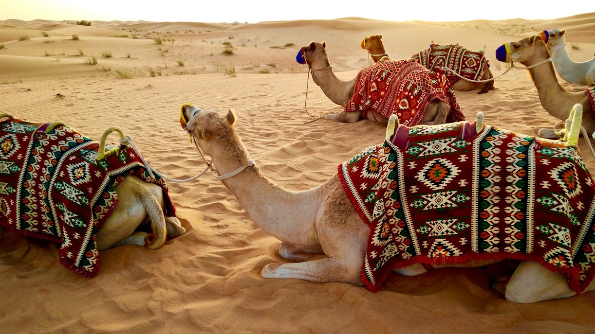 Camels resting in the Dubai Desert Conservation Reserve during a safari tour.