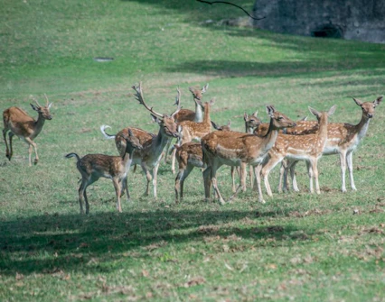 parco sigurtà