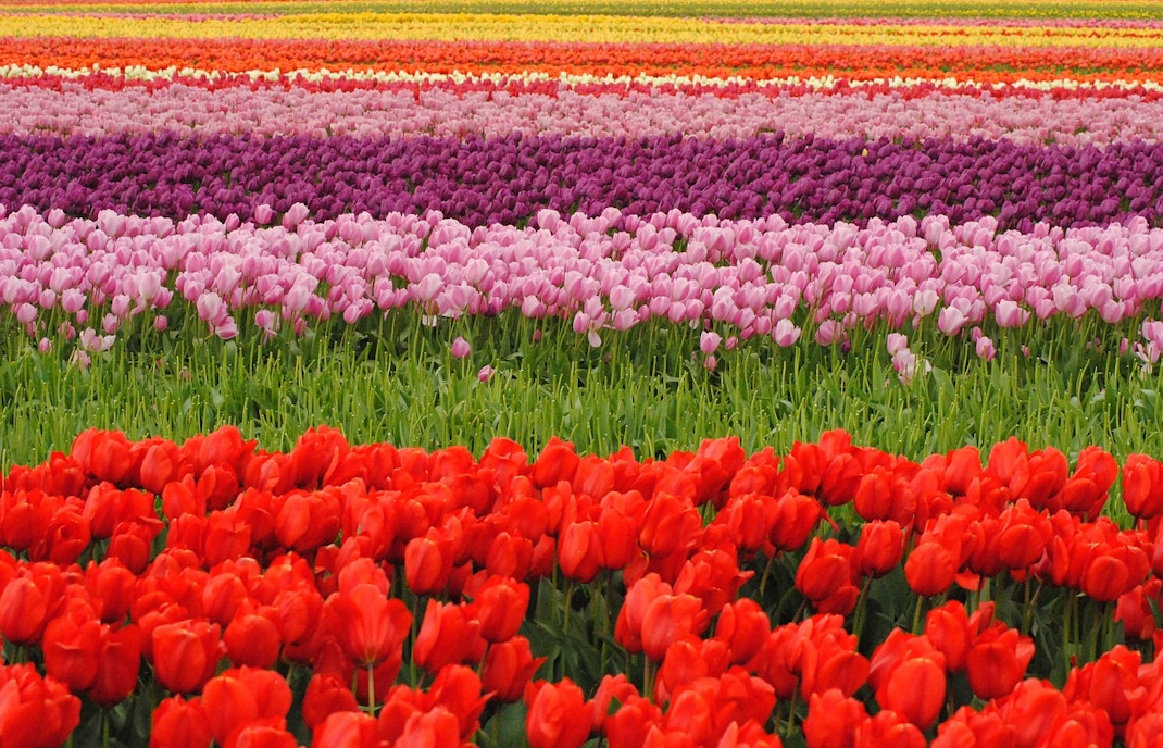 amsterdam tulip festival