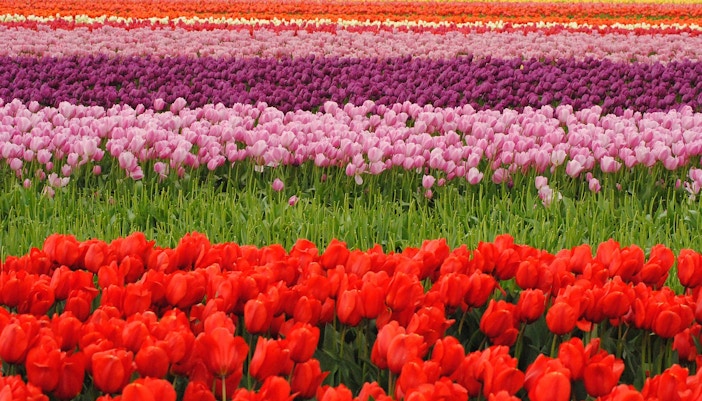 amsterdam tulip festival