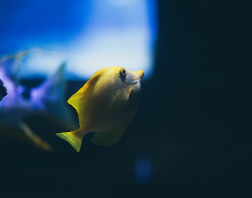 Acquario Parigi biglietti