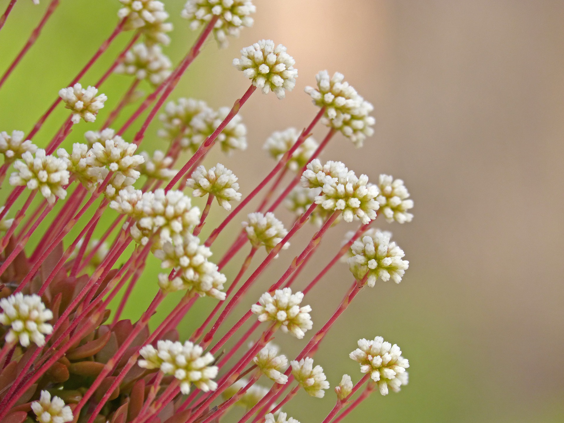 Oasis Wildlife Fuerteventura tickets crass plant