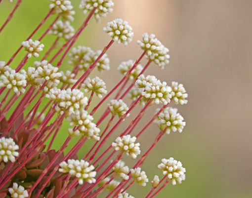 Oasis Wildlife Fuerteventura tickets crass plant