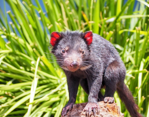wild life sydney zoo tickets tasmanian devil