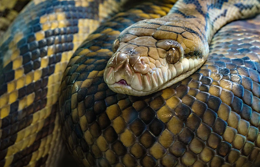 About Melbourne Zoo