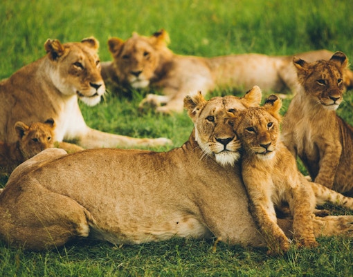 Mogo zoo tickets lions