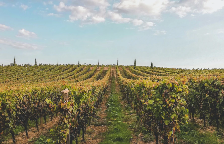 Loire Valley Wineries