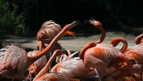 Flamingos gathered at Barcelona Zoo, a popular attraction in Barcelona.