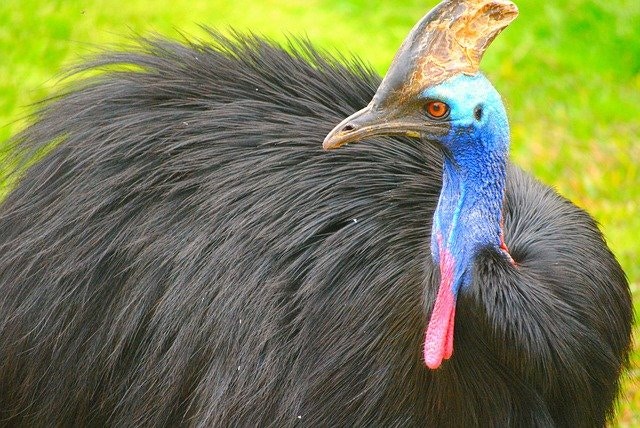 Cassowary at Dubai Safari Park with vibrant blue and red head.