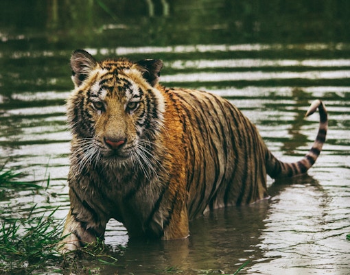Zoo Negara tickets tiger