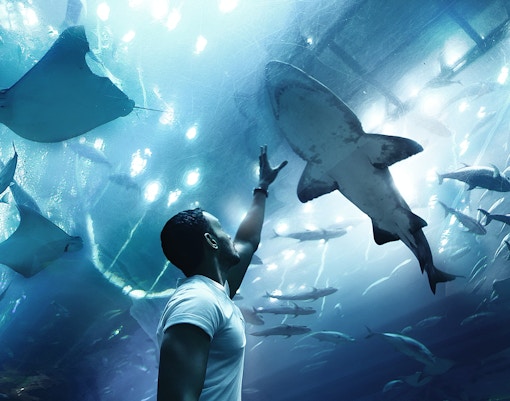 dubai aquarium