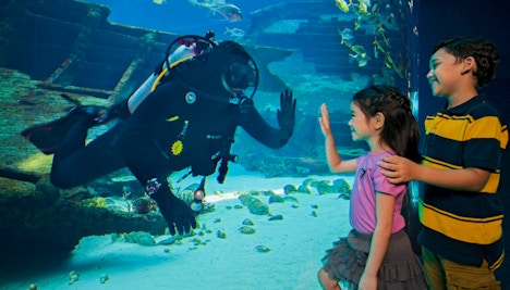 Singapore in October - SEA Aquarium
