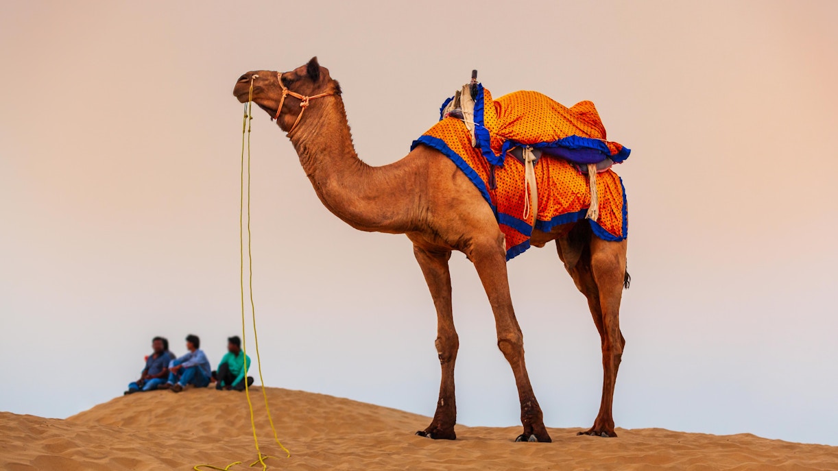 sharjah desert park tickets
