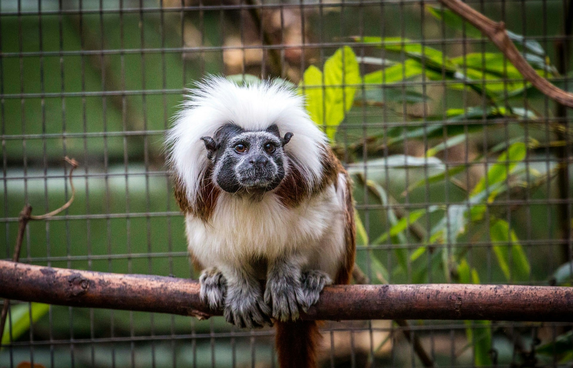 Cotton-top tamarin perched on a branch at Mogo Zoo, Australia.