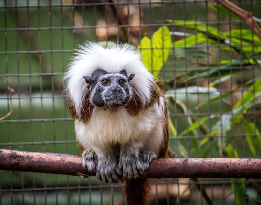 mogo zoo tickets cotton top tamarin