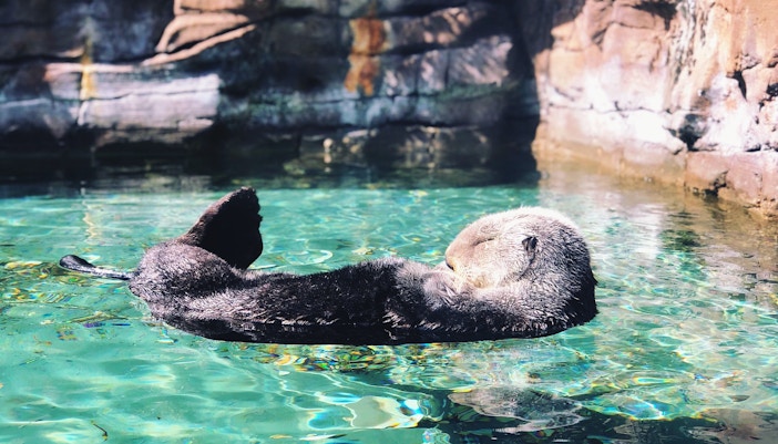 Dubai Aquarium Tank & Aquarium Tunnel